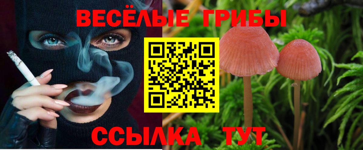 что такое наркотик  Галлюциногенные грибы GOLDEN TEACHER  Вход с VPN  Кизляр 